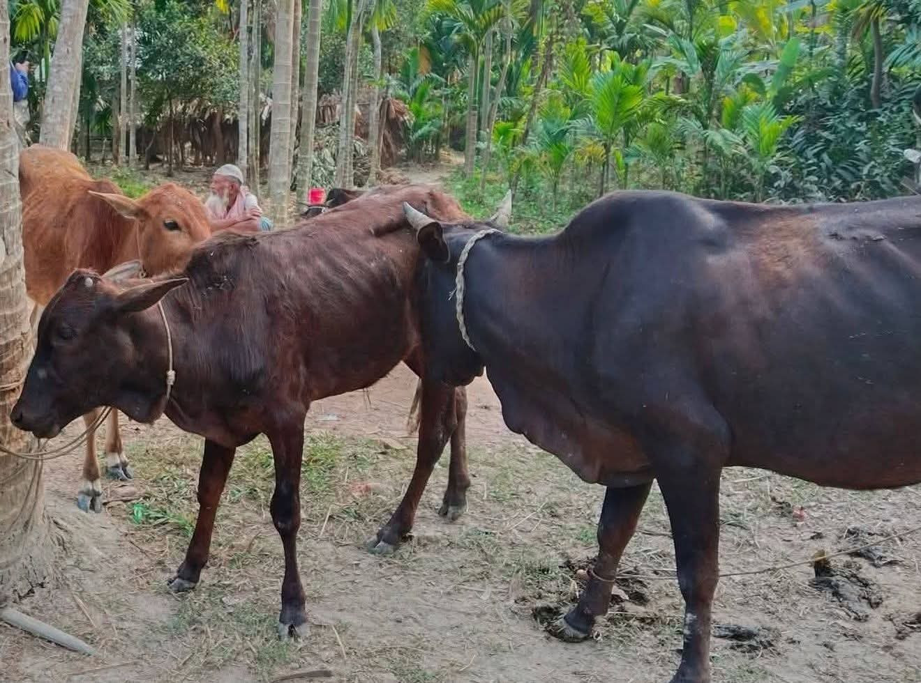 মেহেন্দিগঞ্জে ২৫-এর অধিক চোরাই গরু জব্দ, আটক -৩