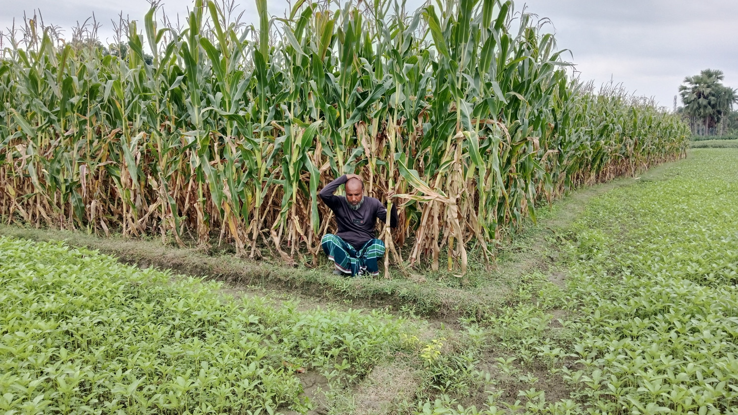বোয়ালমারীতে পূর্বশত্রুতার জেরে কৃষকের ভুট্টা ক্ষেতে হামলার অভিযোগ