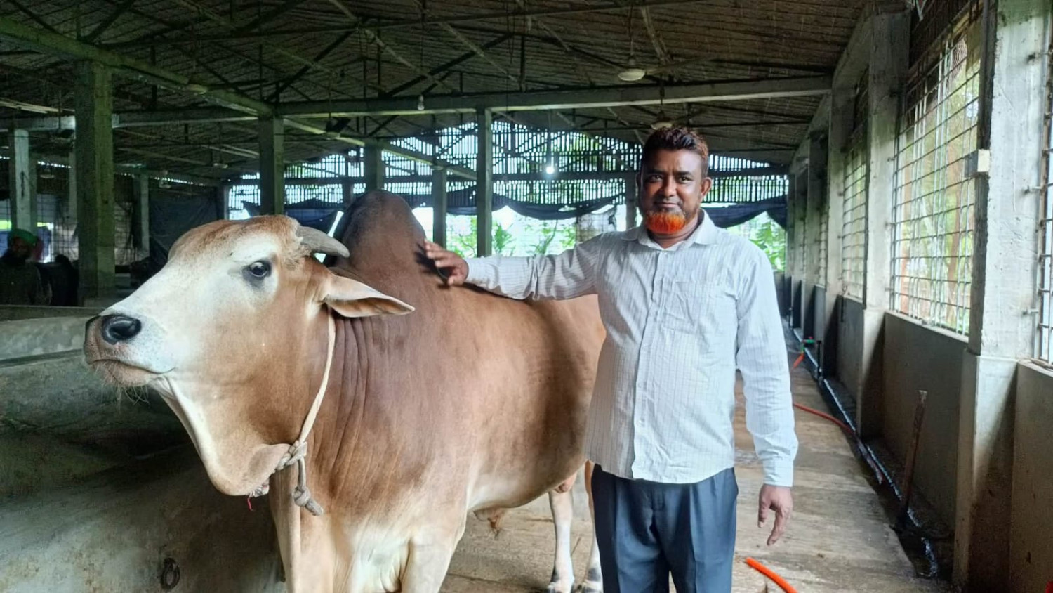 কাউনিয়ায় তাজ এগ্রো খামারে কুরবানির জন্য ৮০টি গরু প্রস্তুত: বিক্রি হচ্ছে ৫শ'টাকা কেজি দরে